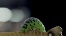 【跟著毛毛蟲壯遊歐洲 Caterpillar】【Yao】